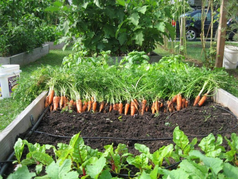 Cara menanam wortel