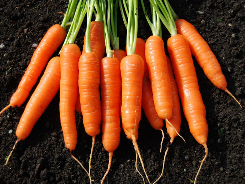 Manfaat wortel