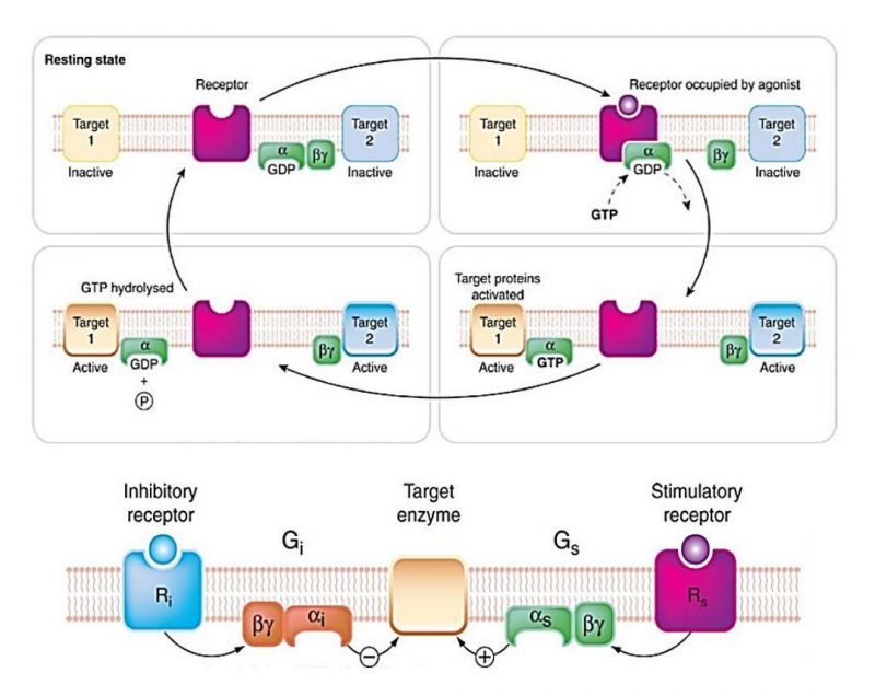 Mekanisme kerja dari g protein couple receptor