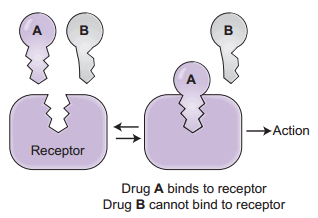 Mekanisme lock key reseptor