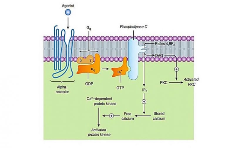 Mekanisme aktivasi agonis pada reseptor adrenergik α