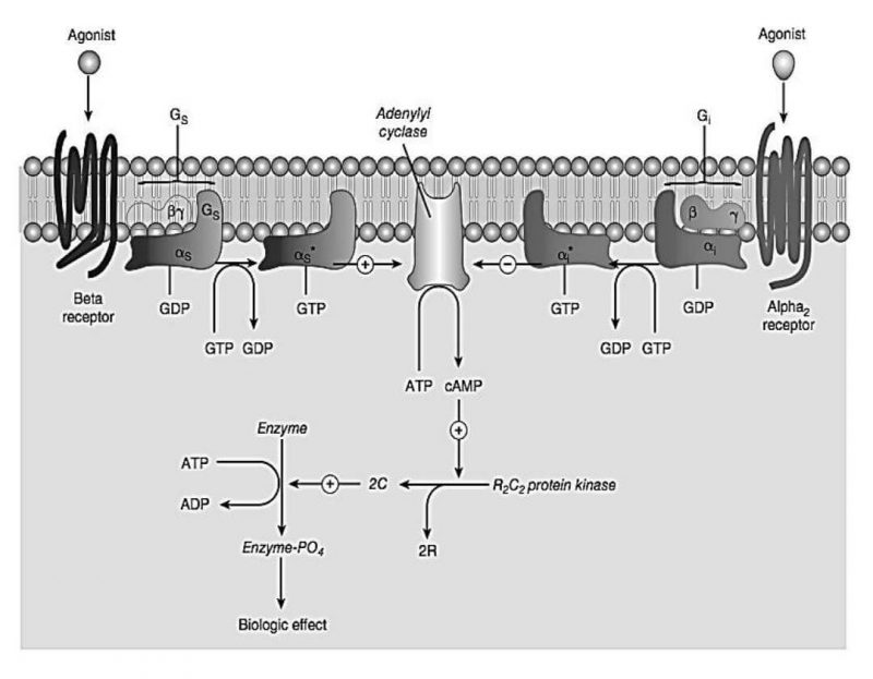 Mekanisme aktivasi agonis pada reseptor adrenergik β dan adrenergik α2