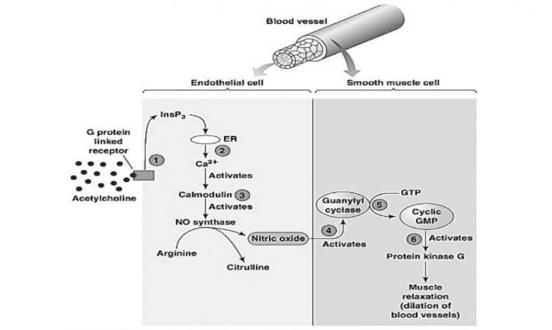 Mekanisme kerja asetilkolin pada reseptor m3 di endotel