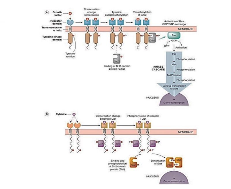 Mekanisme transdksi reseptor kinase