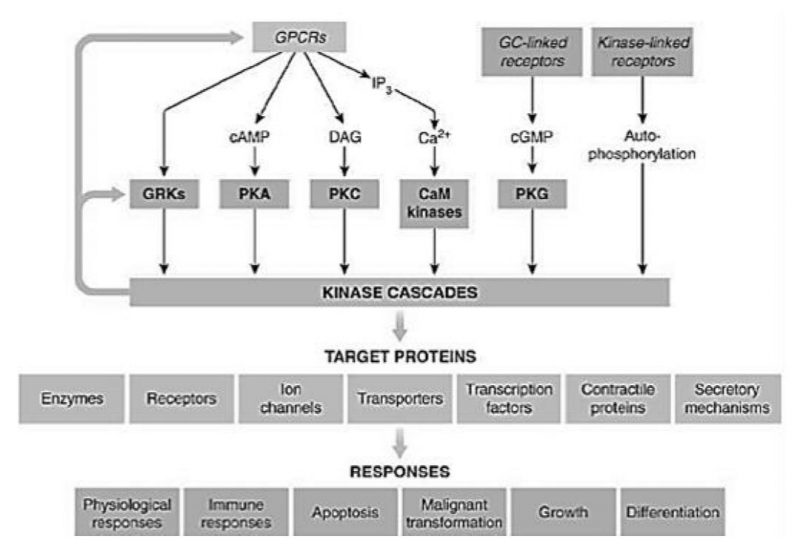 Peran utama reseptor kinase pada kaskade signal transduksi