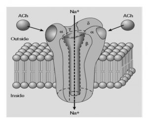 Reseptor lonotropik pada nachr
