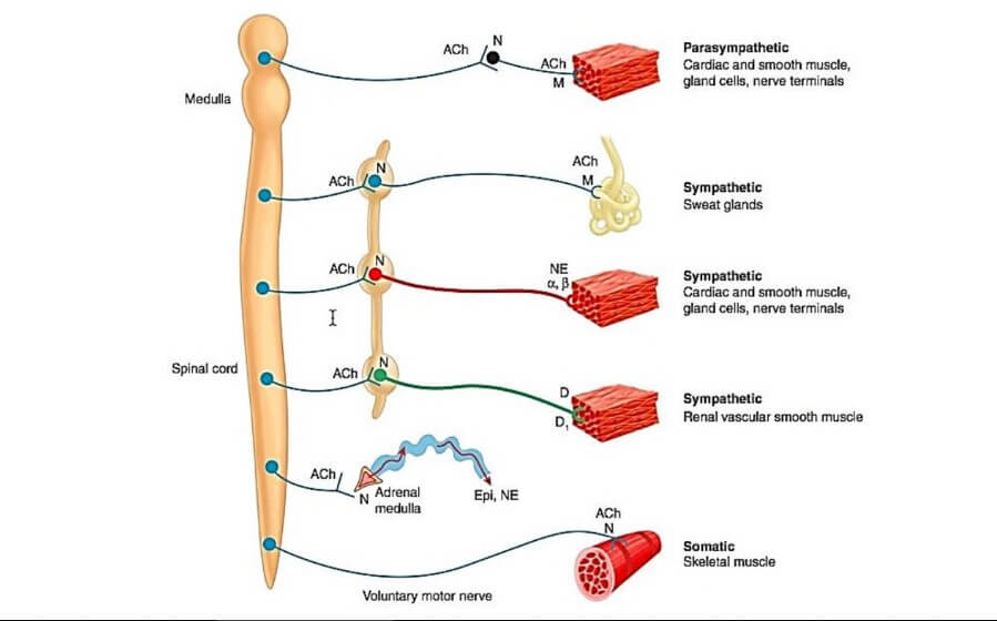 Anatomi sistem saraf otonom dan sistem saraf somatik