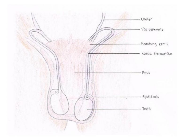 Anatomi alat kelamin pria