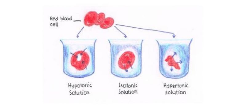 Efek larutan hipotonik, isotonik, dan hipertonik pada sel darah merah