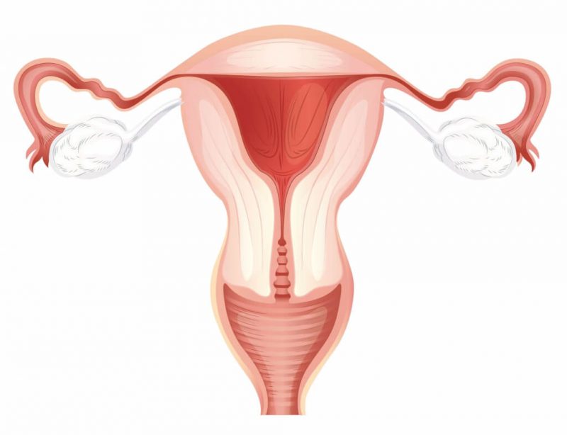Sistem reproduksi wanita