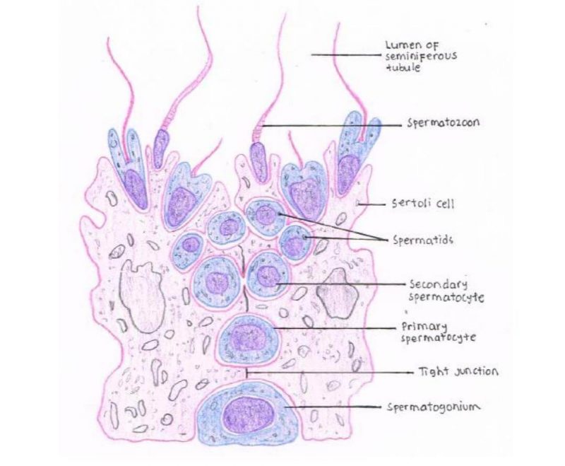 Tahap tahap perkembangan sperma dari spermatogonia