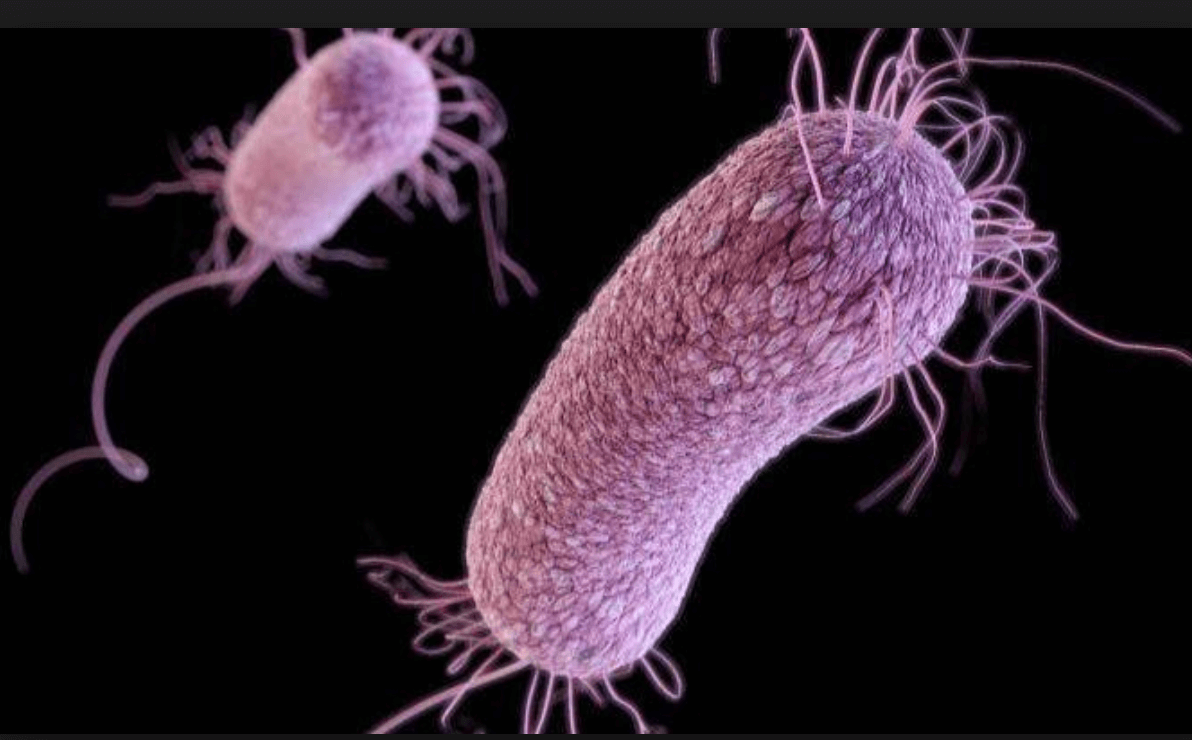 Carbapenem resistant enterobactericaeae