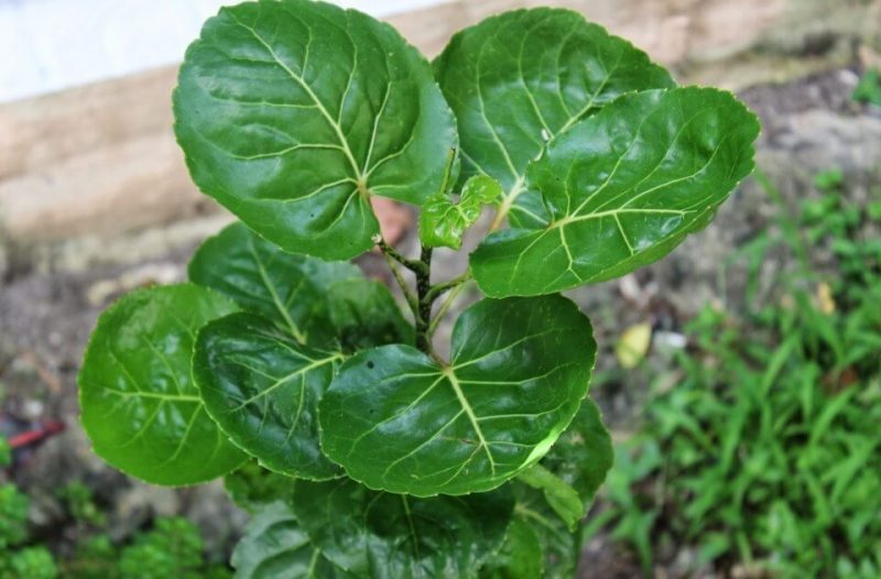 Mangkokan (nothopanax scutellarium merr )