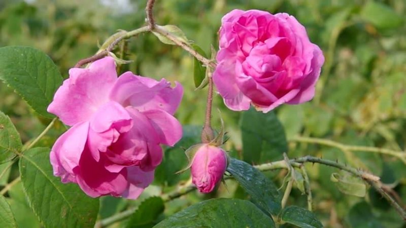Mawar (rosa damascena mill )