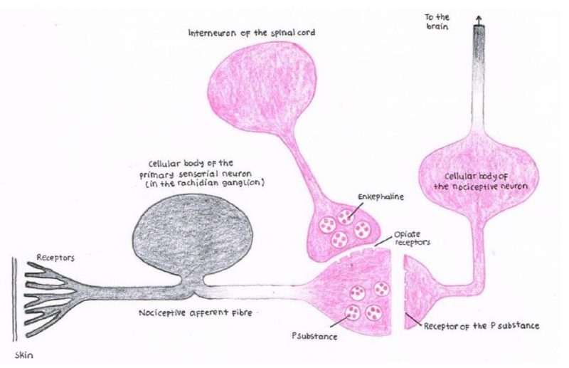 Neurotransmitter yang terlibat dalam jalur nyeri