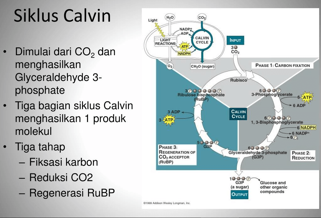 Siklus calvin