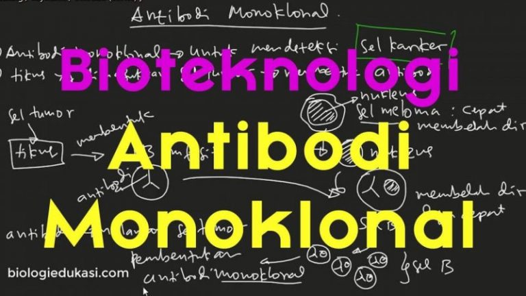 Antibodi Monoklonal