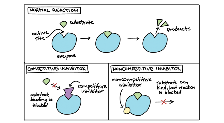 enzyme regulation