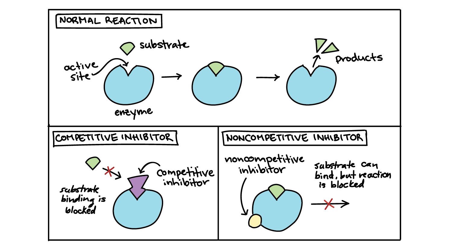 enzyme regulation