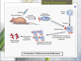 produksi antibodi monoclonal