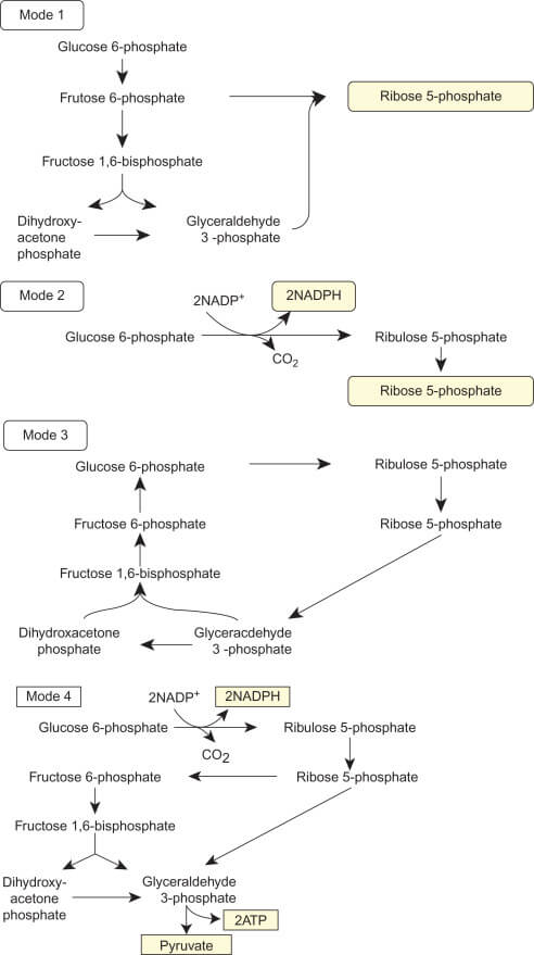 Fungsi Utama Jalur Pentosa Fosfat Fungsi Utama Jalur Pentosa Fosfat