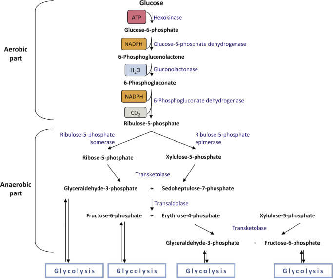 Tahapan reaksi jalur pentosa fosfat Tahapan reaksi jalur pentosa fosfat