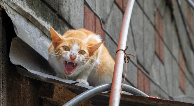 obat tradisional digigit kucing